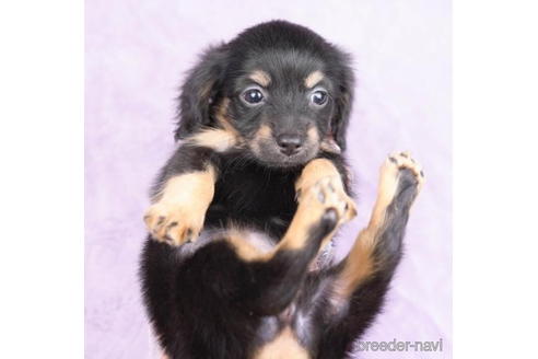 成約済の東京都のチワックス:チワワ×ミニチュアダックスフンド-190530の5枚目